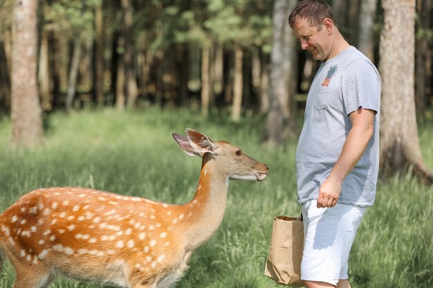 Un uomo che dà da mangiare a un simpatico cervo maculato bambi allo zoo di contatto. L'uomo viaggiatore felice gode di socializzare con gli animali selvatici nel parco nazionale in estate.