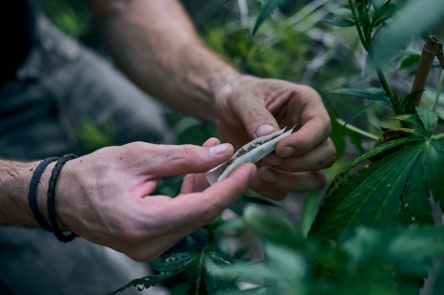 Un uomo con le mani in mano rotolando marijuana comune vicino alla pianta di cannabis