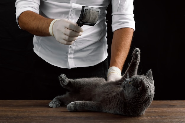 Un uomo graffia un gatto scozzese grigio lana