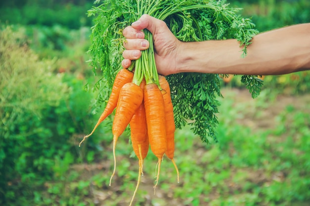 Un uomo in giardino con una carota in mano.