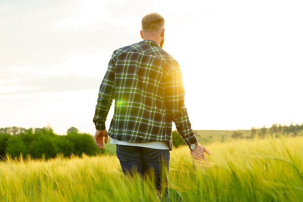 Un uomo in una camicia e jeans cammina attraverso un campo di grano Bel tramonto