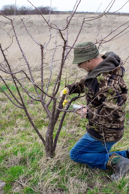 Un uomo innesta un albero da frutto e copre il taglio con cera per orticoltura Innestando un'albicocca su un cherry plum