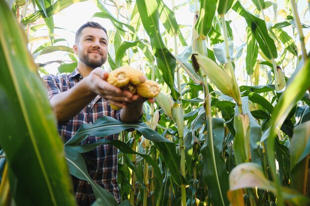 Un uomo ispeziona un campo di mais e cerca parassiti. Agricoltore e azienda agricola di successo