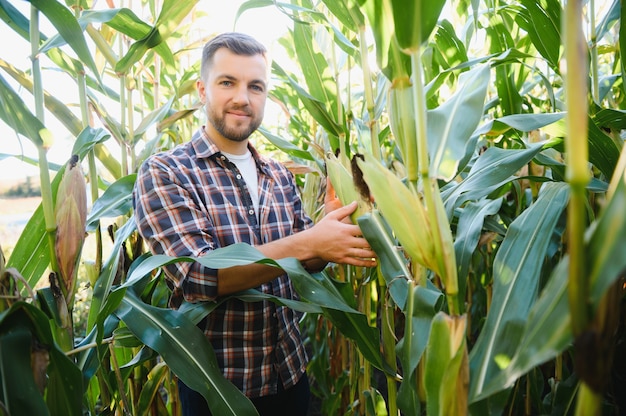 Un uomo ispeziona un campo di mais e cerca parassiti. Agricoltore e azienda agricola di successo