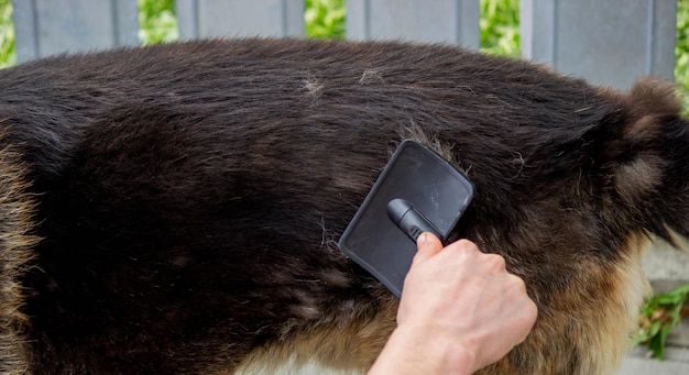 Un uomo pettina il pelo di un cane con una spazzola