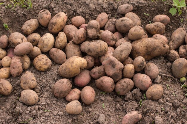 un uomo raccoglie le patate in un secchio Raccolta delle patate nelle aiuole agricole