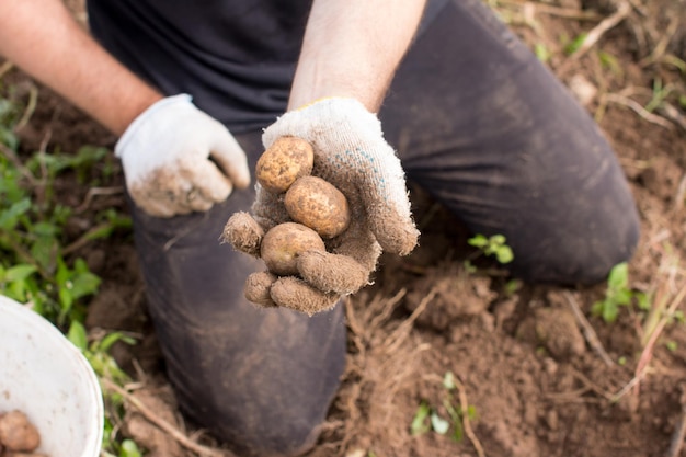 un uomo raccoglie le patate in un secchio Raccolta delle patate nelle aiuole agricole