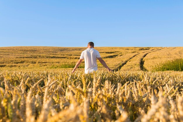 Un uomo raccoglie un raccolto di grano e cammina spensierato e divertito in un campo di grano È ora di raccogliere