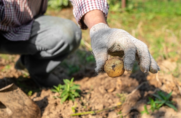 un uomo scava le patate con una pala. concetto di agricoltura