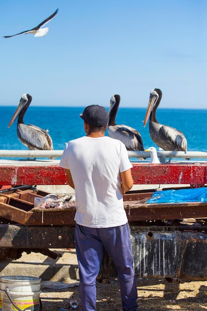 Un uomo si trova accanto a un mercato del pesce con pellicani sul mercato del pesce a Valparaiso in Cile