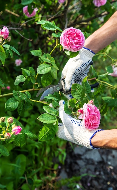 Un uomo sta tagliando le rose in giardino. Messa a fuoco selettiva.