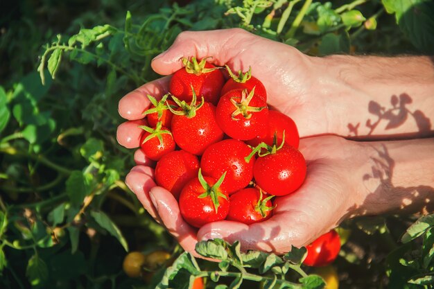 Un uomo sta tenendo pomodori fatti in casa nelle sue mani. messa a fuoco selettiva.