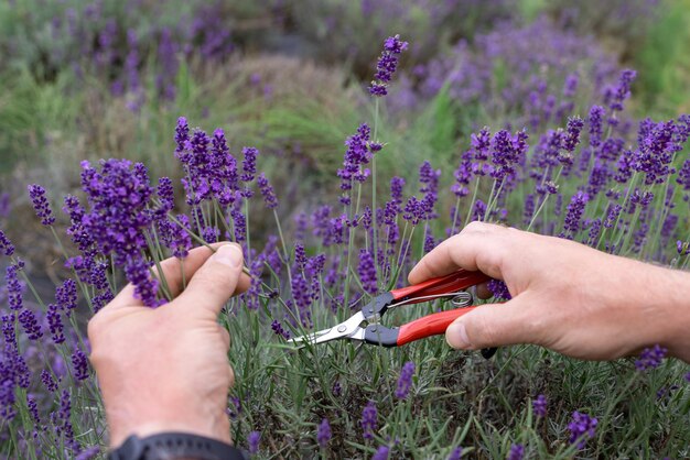 Un uomo taglia la lavanda in fiore con le forbici in una piantagione per fare bouquet