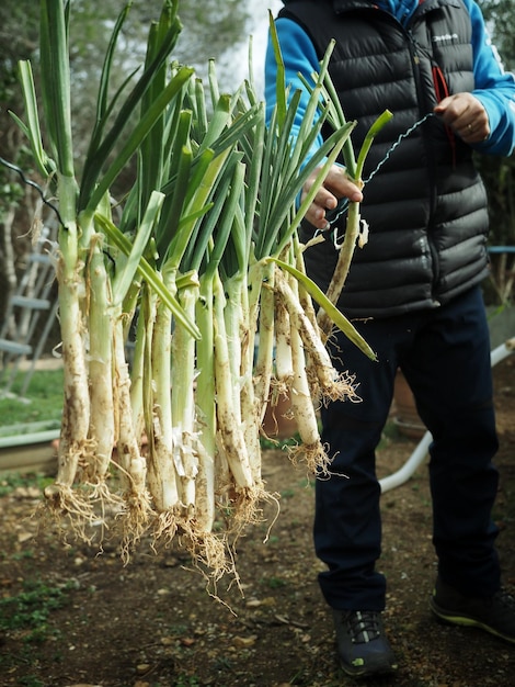 Un uomo tiene in mano delle cipolle in un giardino.