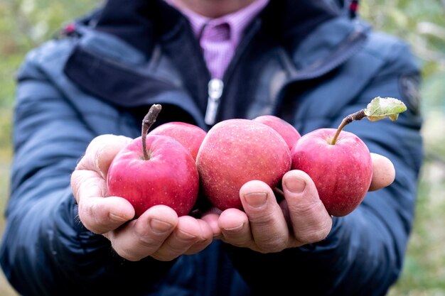 Un uomo tiene in mano mele rosse mature e succose in autunno nel giardino