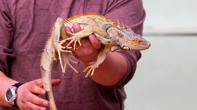 Un uomo tiene in mano una lucertola iguana