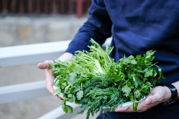 Un uomo tiene le erbe fresche su un piatto Insalata di cipolle di coriandolo prezzemolo aneto fresco