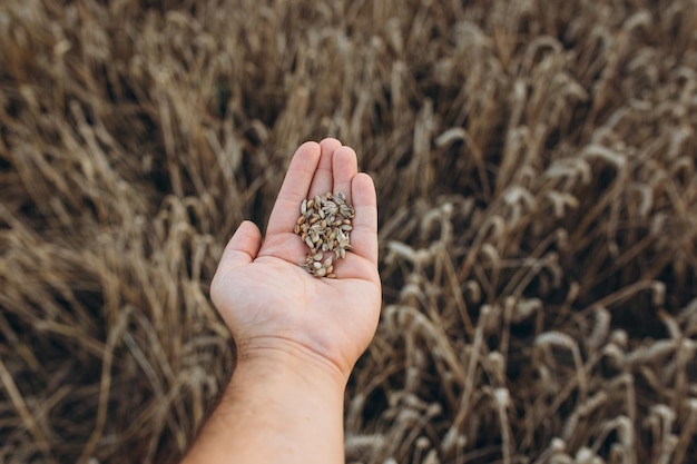 Un uomo tiene spighe di grano dorate sullo sfondo di un campo di maturazione Primo piano delle mani del contadino Il concetto di piantare e raccogliere un ricco raccolto Paesaggio rurale al tramonto