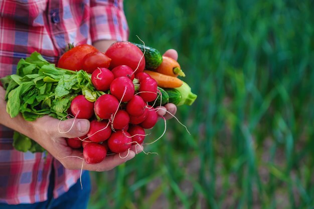 Un uomo tiene tra le mani le verdure che raccolgono dall'orto