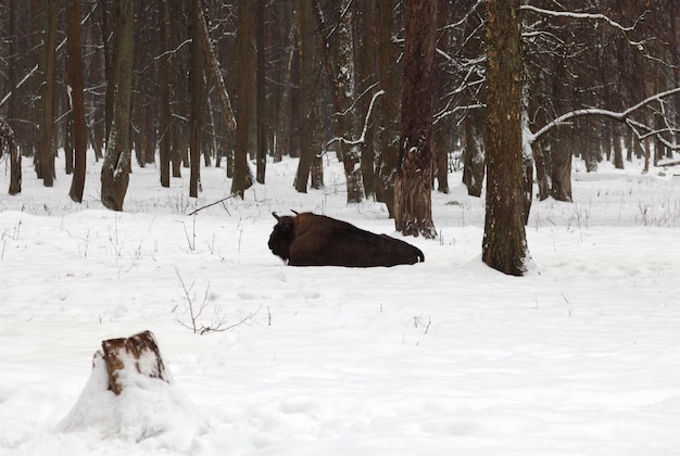 Un uro giace nella foresta invernale