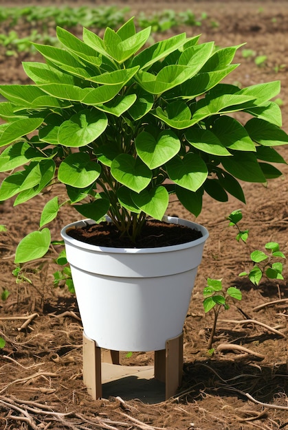 Un vaso bianco con dentro una pianta