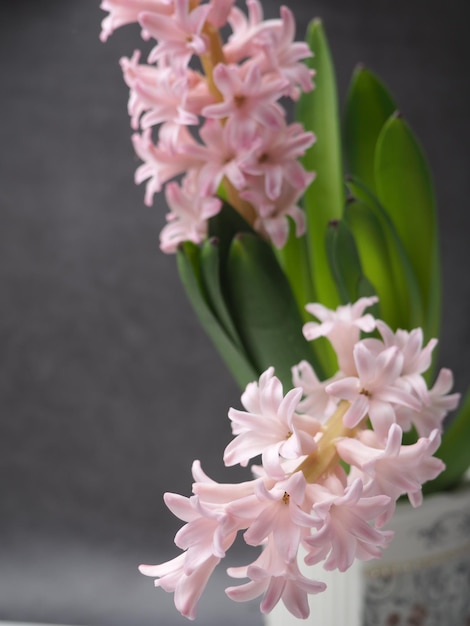 Un vaso con fiori su cui è scritta la parola giacinto