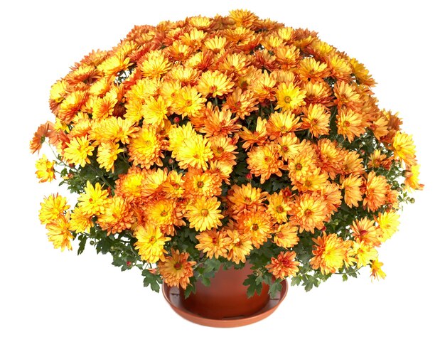 Un vaso di bellissimi crisantemi autunnali arancioni isolati su sfondo bianco