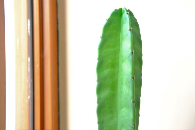 Un vaso di cactus San Pedro per decorare la stanza Trichocereus kaktus