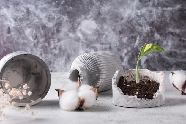 Un vaso di ceramica rotto con un fiore germogliato in un vaso rotto con terra un piccolo germoglio Su uno sfondo di cemento grigio