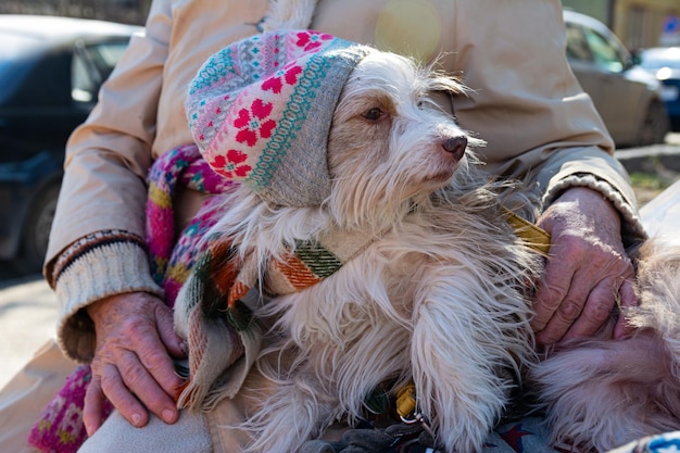 Un vecchio cane da circo irsuto con un cappello e una sciarpa si siede per strada in una giornata invernale di mezzanotte