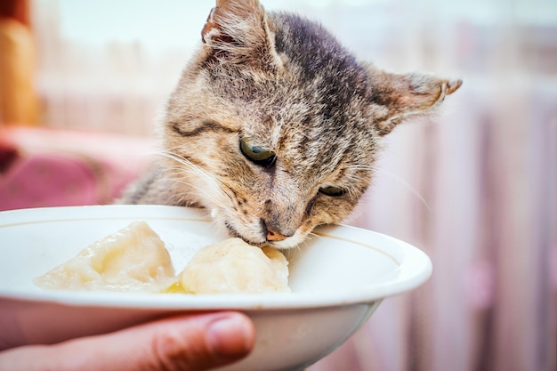 Un vecchio gatto affamato vicino a un piatto con il cibo.