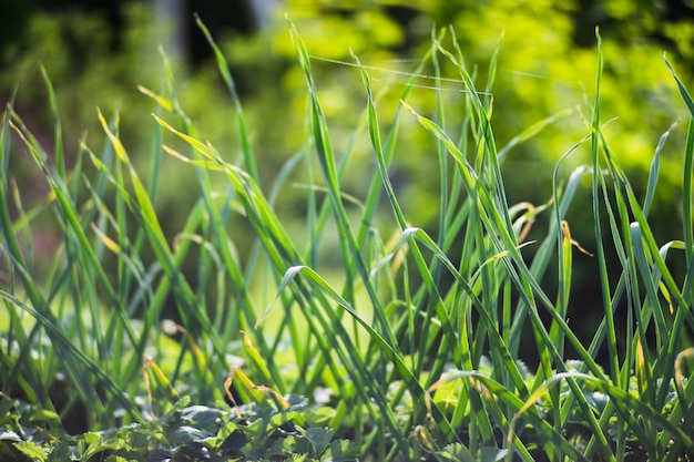 Un verde giovane germogli di cipolla primo piano in una giornata estiva in un giardino rurale Agricoltura pianta che cresce nella fila del letto Verde cibo naturale raccolto