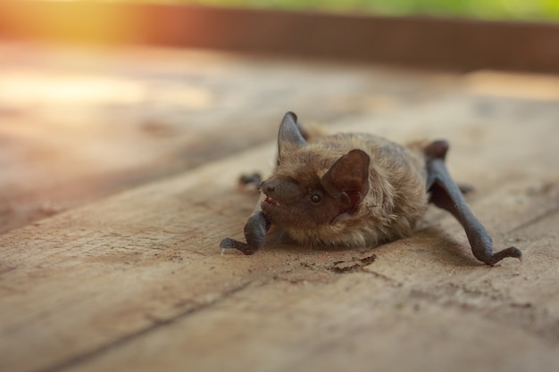 Un vero pipistrello in natura