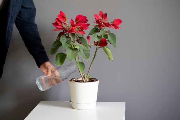 Un versamento d'acqua dalla bottiglia nel vaso di fiori di casa