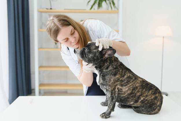 Un veterinario della clinica esamina i denti di un cane Bulldog francese dal veterinario