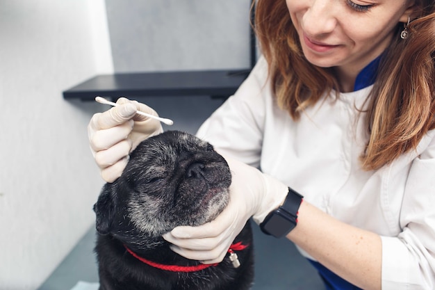 Un veterinario della clinica pulisce il naso dei carlini con un batuffolo di cotone. Cura e igiene delle pieghe e del naso nei cani a faccia piatta.