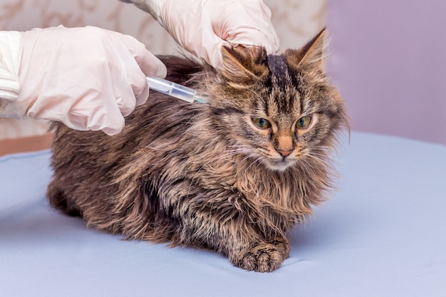 Un veterinario fa un'iniezione a un gatto malato. Trattamento degli animali