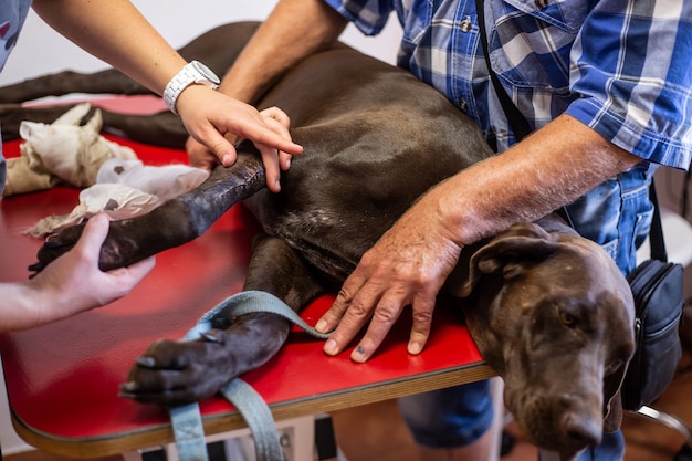 Un veterinario fascia la gamba di un cane dopo un infortunio, una gamba rotta, una clinica veterinaria