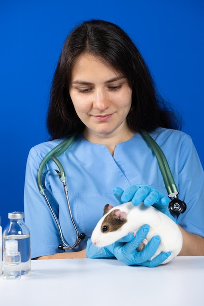 Un veterinario in guanti calma e accarezza la cavia per l'esame