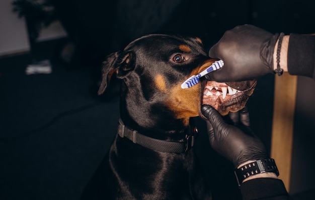 Un veterinario in guanti medici sta lavando i denti del cane Spazzolino da denti vestito su un dito Possiamo vedere i denti di cane bianchi