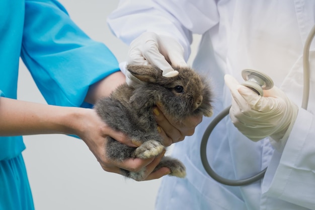 Un veterinario professionista sta analizzando la salute dei conigli.