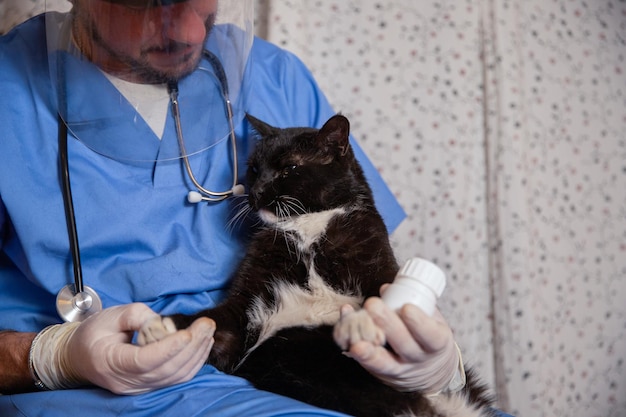 Un veterinario somministra farmaci a uno spazio di copia del concetto di assistenza sanitaria per animali domestici gatto sulla destra