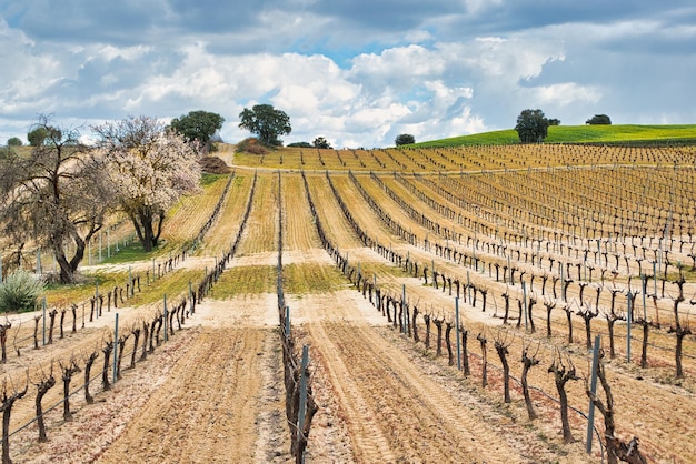 Un vigneto con un albero sullo sfondo