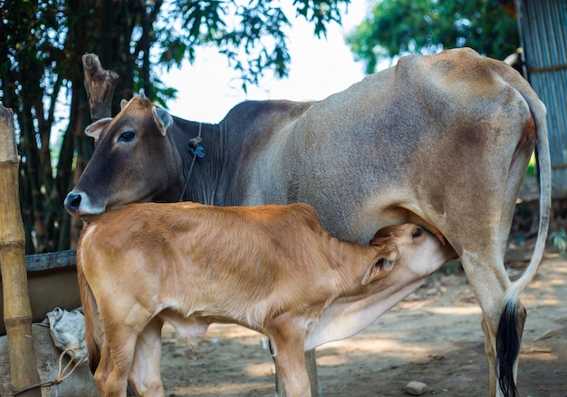 Un vitello che beve latte da una mucca in un villaggio rurale Mucca madre che allatta una mucca appena nata