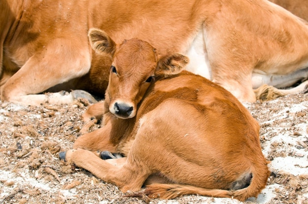 Un vitello che ti guarda mentre è seduto vicino alla madre della mucca
