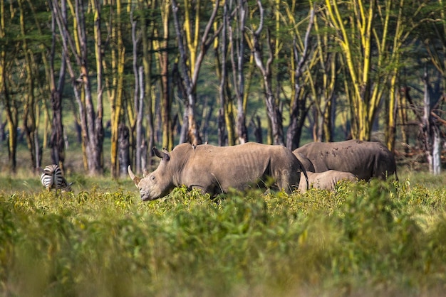 Un vitello di rinoceronte bianco nel Parco nazionale di Nakuru in Kenya