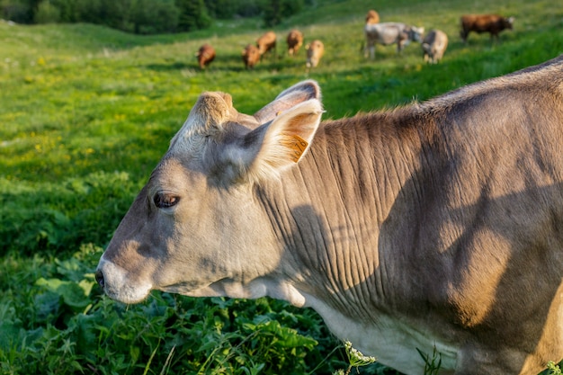 Un vitello libero di pascolare nei prati di alta montagna