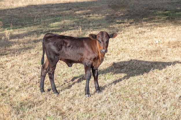 Un vitello pascola nel prato dell'Estremadura