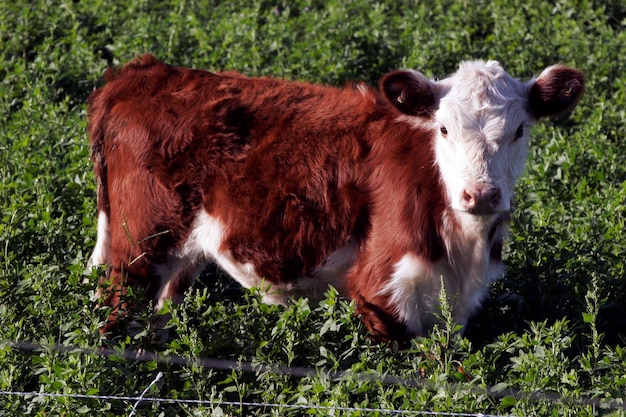 un vitello peloso rosso in piedi in un campo verde