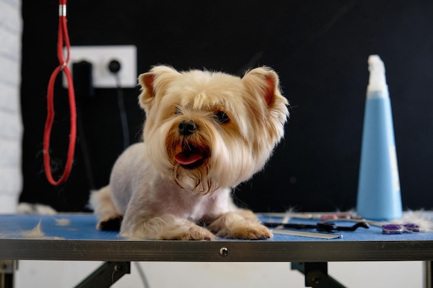 Un Yorkshire terrier con la testa pelosa e il corpo rasato è sdraiato su un tavolo